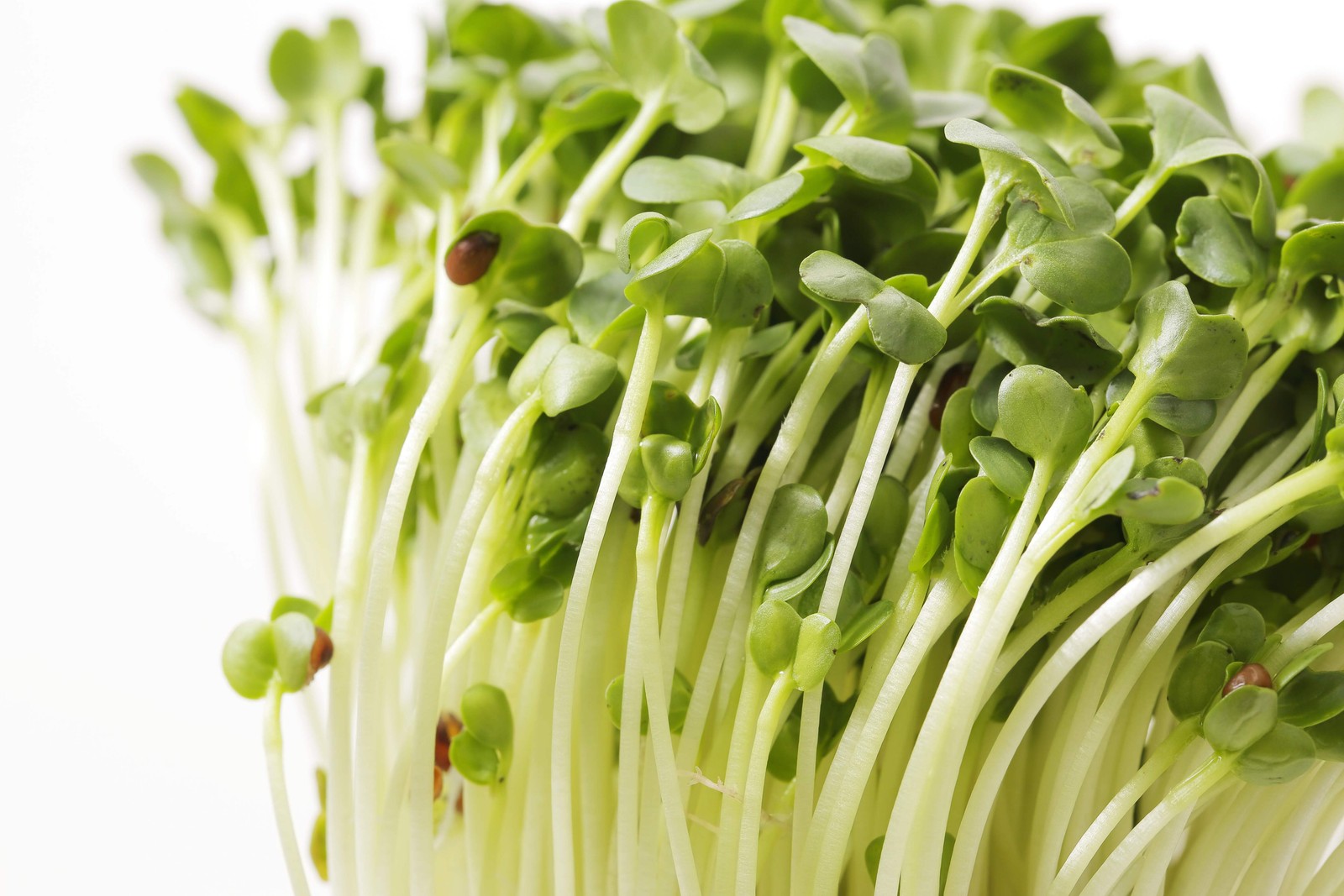 500 CHAMPION RADISH Sweet Scarlet Red Raphanus Sativus Root Vegetable Seeds
