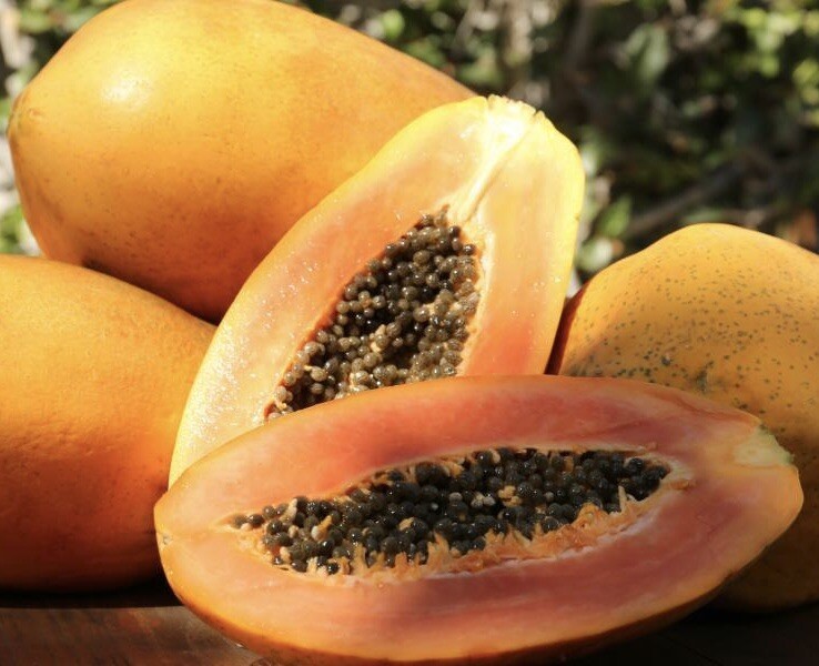 Papaya Seeds Carica Lechosa 30 Seeds Organic Fruit
