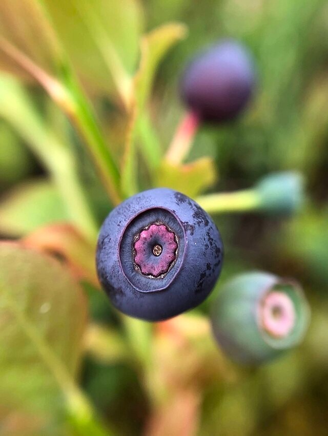 Vaccinium myrtillus | Bilberry | 20 Seeds