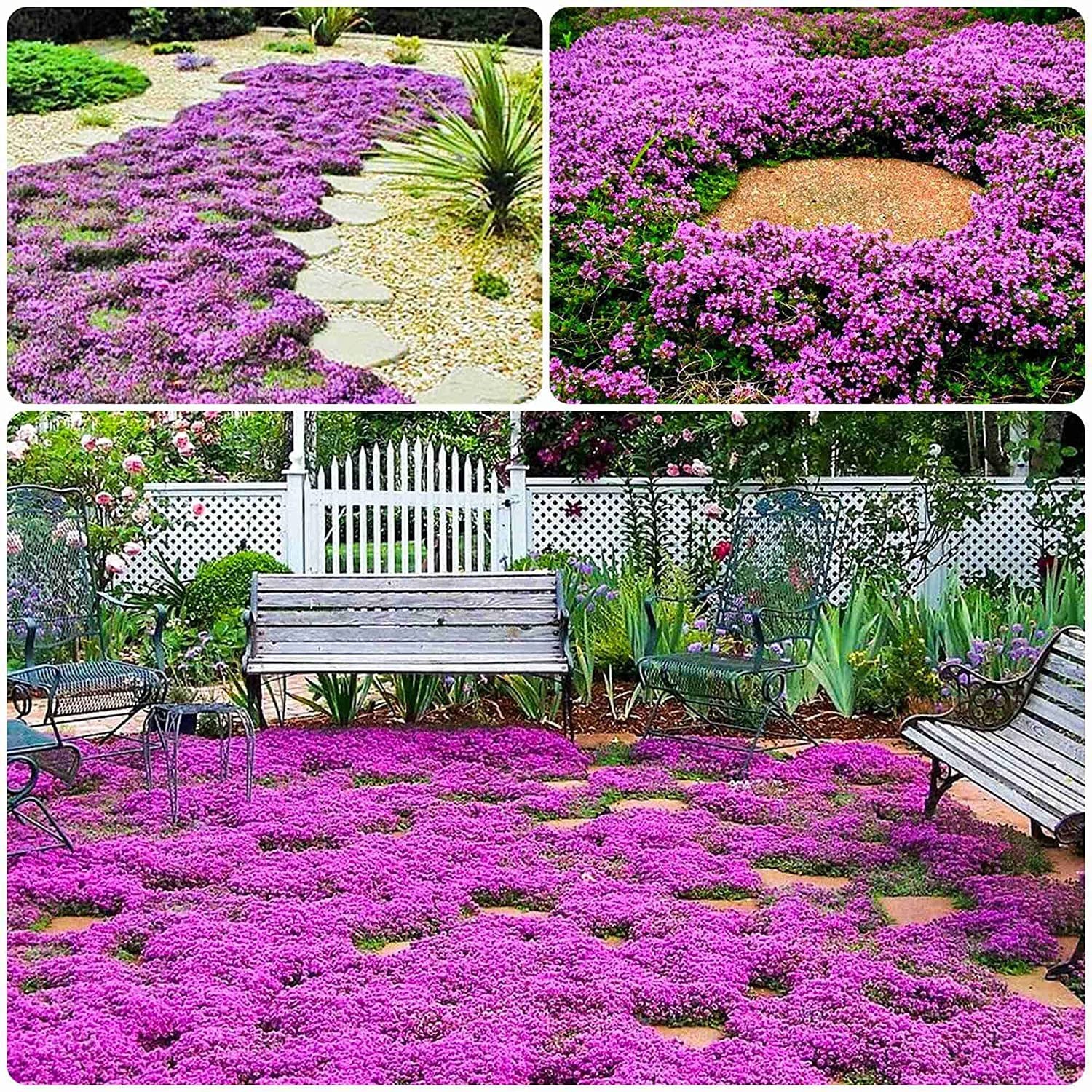 Dichmag 15000+ Purple Carpet Creeping Thyme Ground Cover Seeds for Planting -…