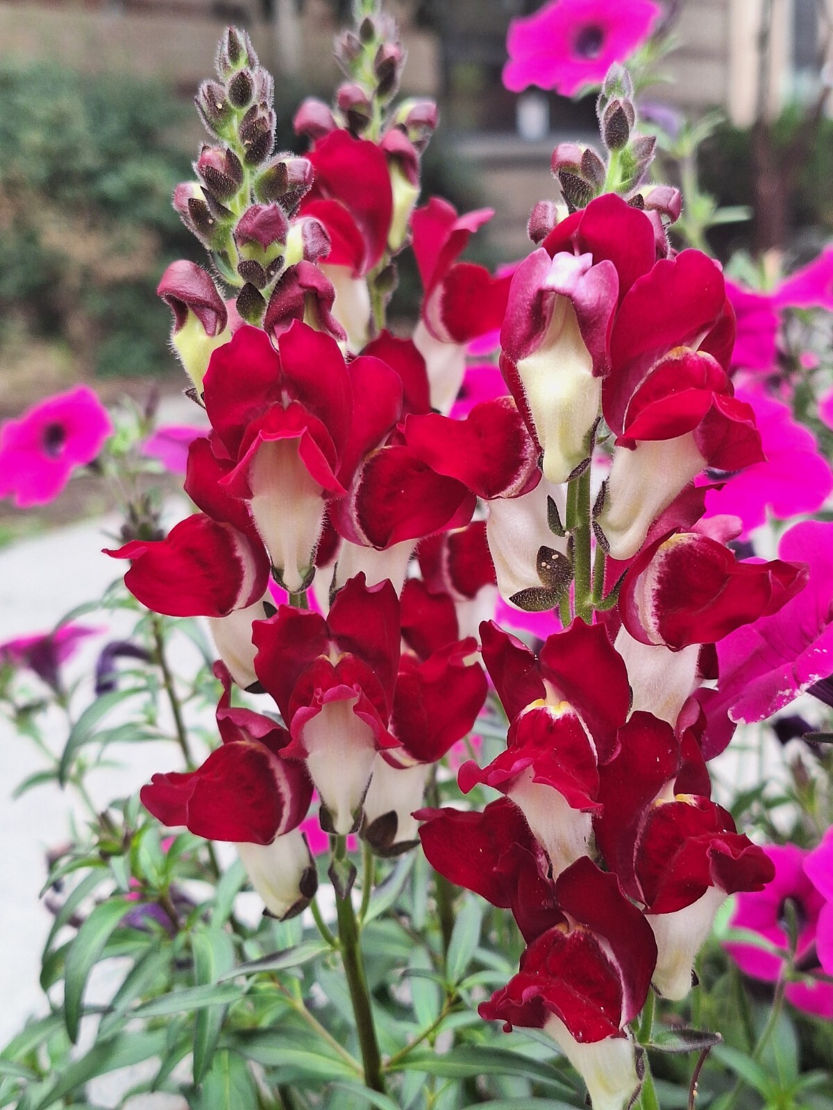 SNAPDRAGON NIGHT AND DAY 200 SEEDS DEEP-RED WITH A WHITE THROAT.