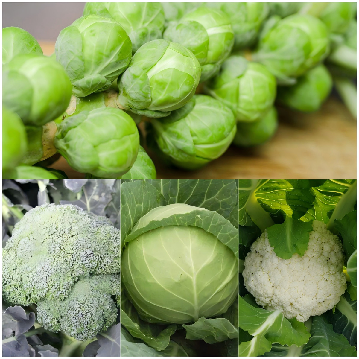 16 Varieties Fall Vegetable Seeds Over 20,000 Seeds