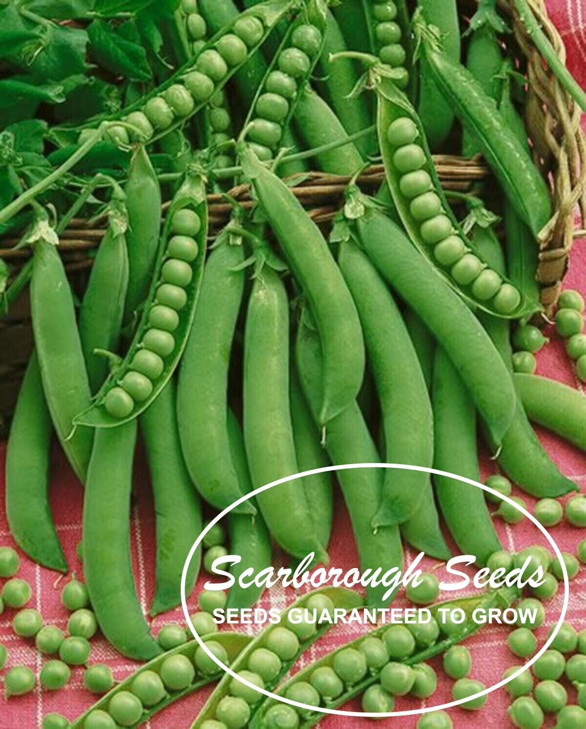 SCARBOROUGH SEEDS LINCOLN PEAS, 25 SEEDS HEIRLOOM NON GMO USA FREE SHIPPING