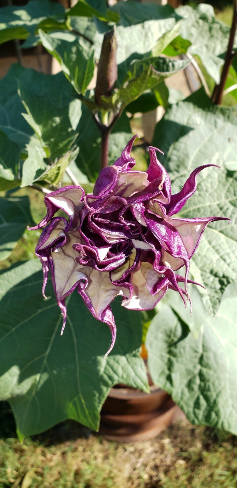 PURPLE ANGEL TRUMPET DATURA PURPLE MOON FLOWERS SEEDS AWESOME PLANT 2024 SEEDS