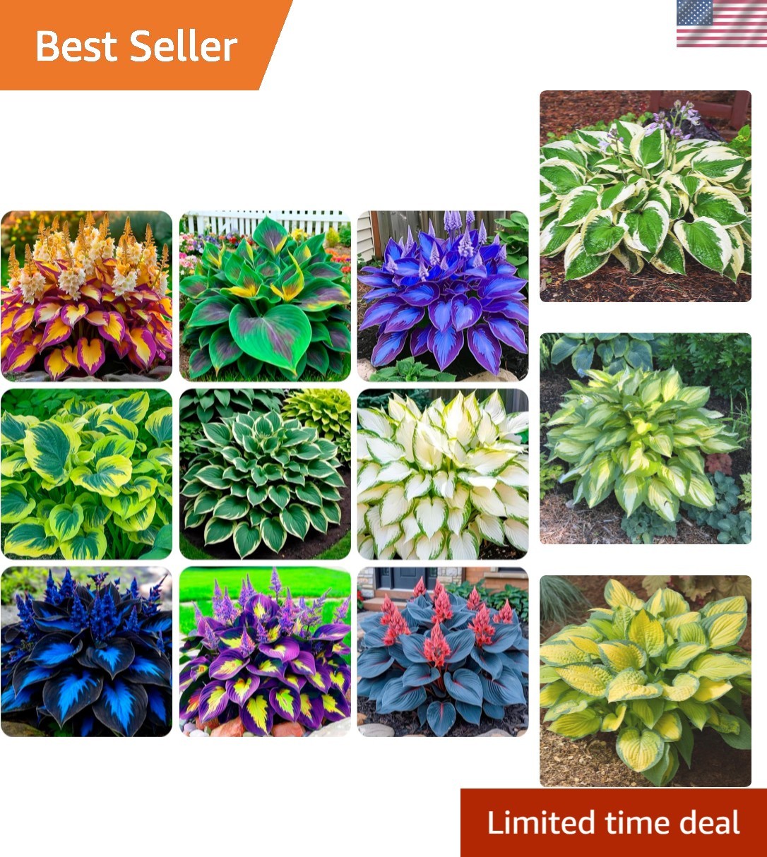 Mixed Color Hosta Flower Seeds: 200+ Perennial Garden Beauties for All Seasons