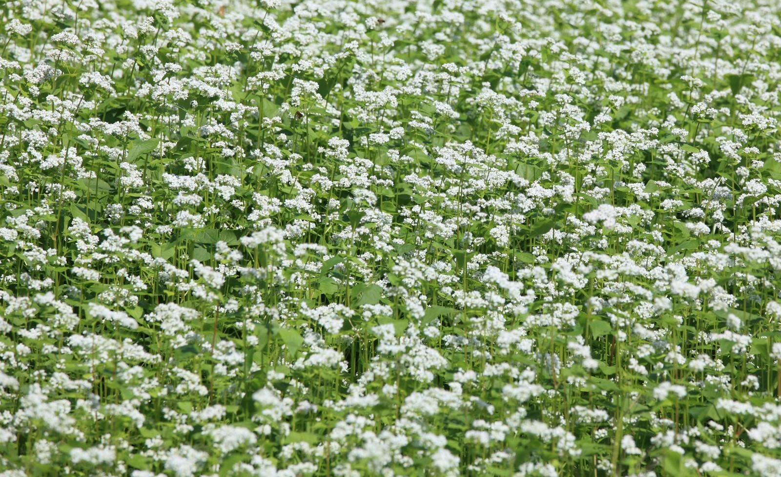 Buckwheat seeds Ancient Grain Grow your own Flour! 100 Seed Starter Pack