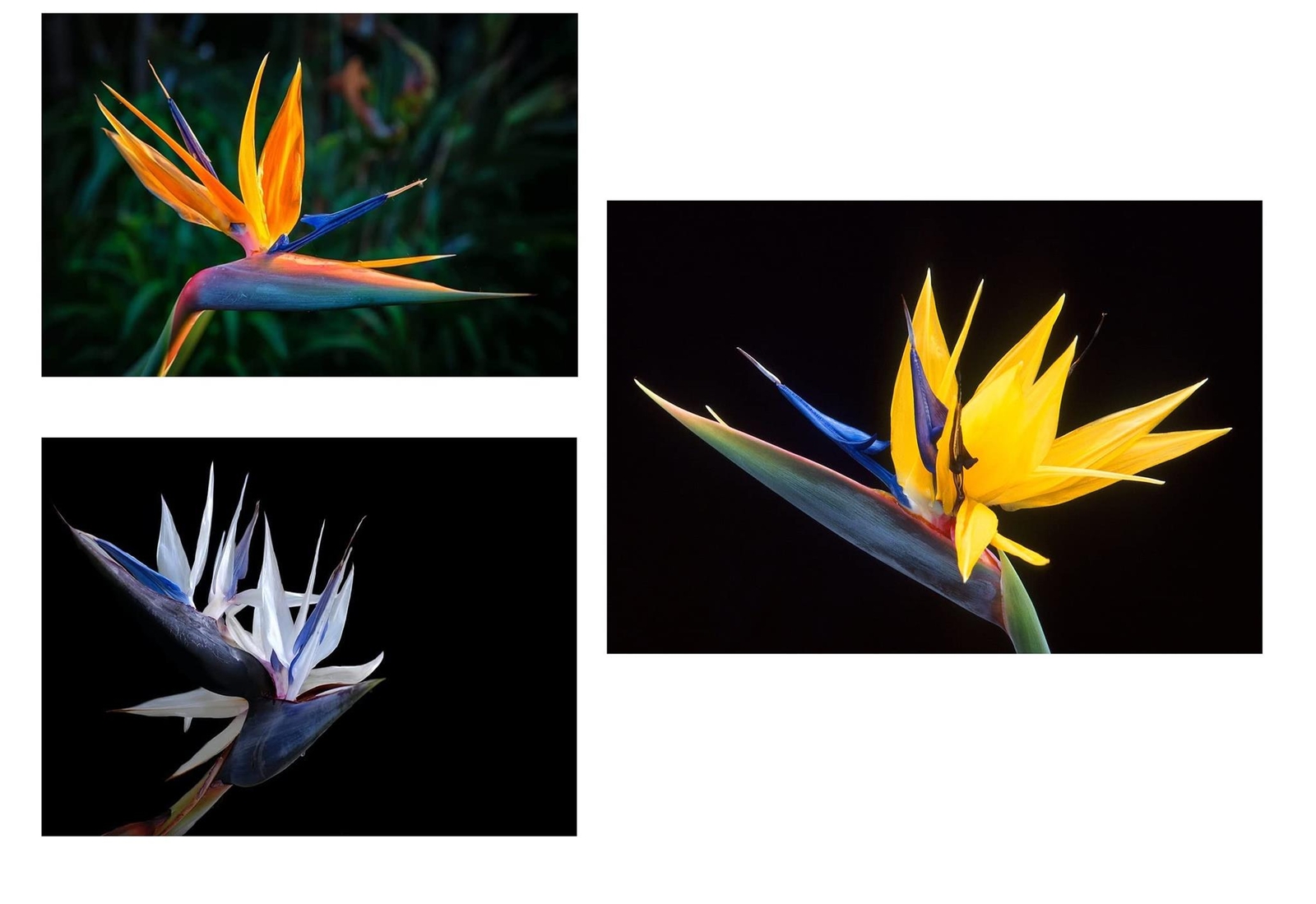 Bird of Paradise Flower Seed Bundle – 3 Colors, Orange, Yellow, White – 5 Seeds