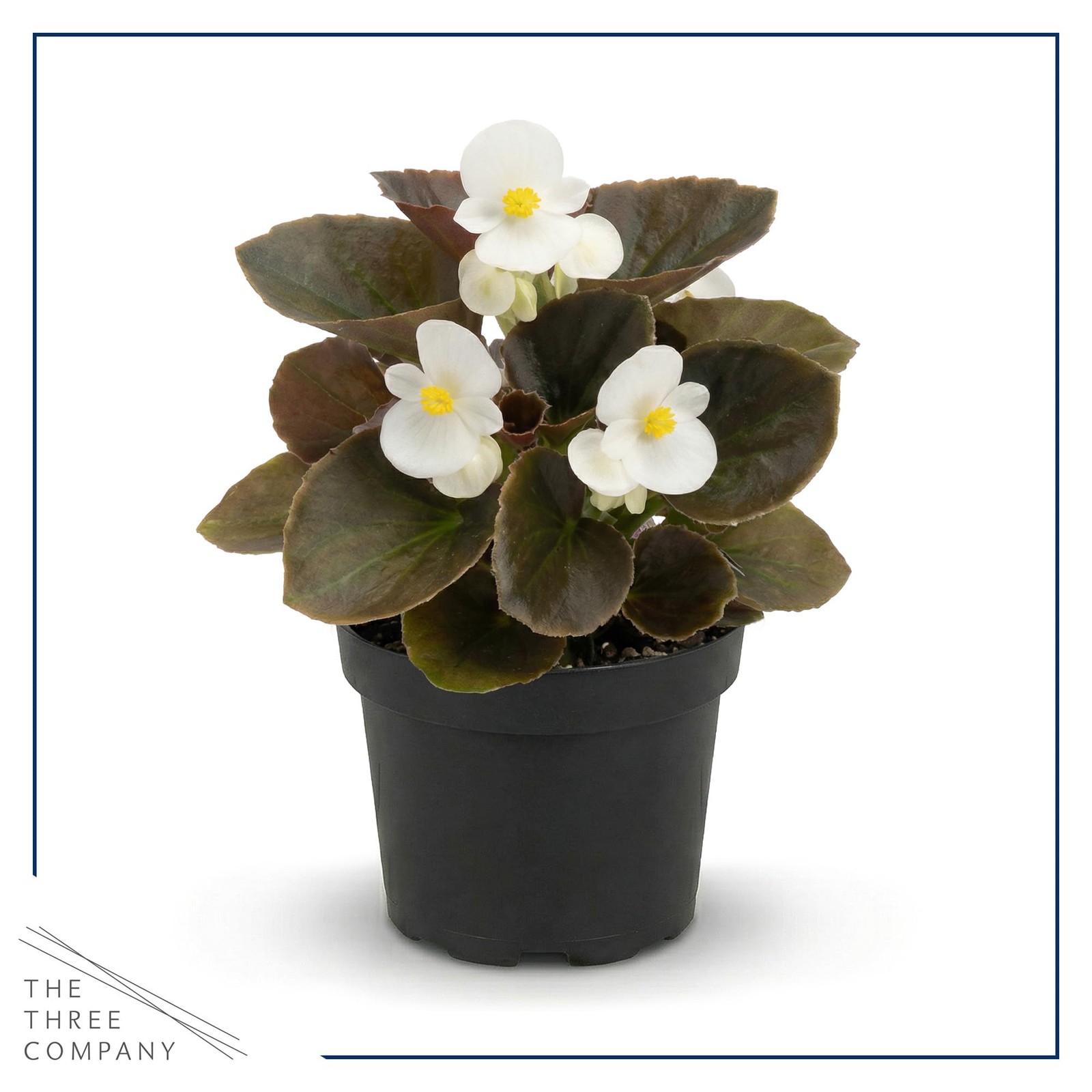 Assorted Dark Leaf Begonias 4 Pack, 8″ Tall Annual Plants in 1 Pt Pot