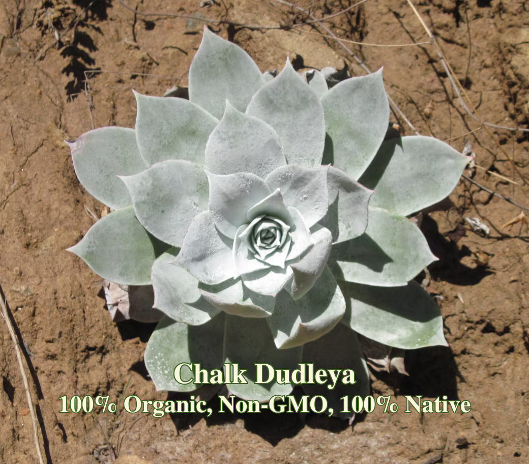 Chalk Dudleya Seeds – California Native – Dudleya pulverulenta – Protect Biodive