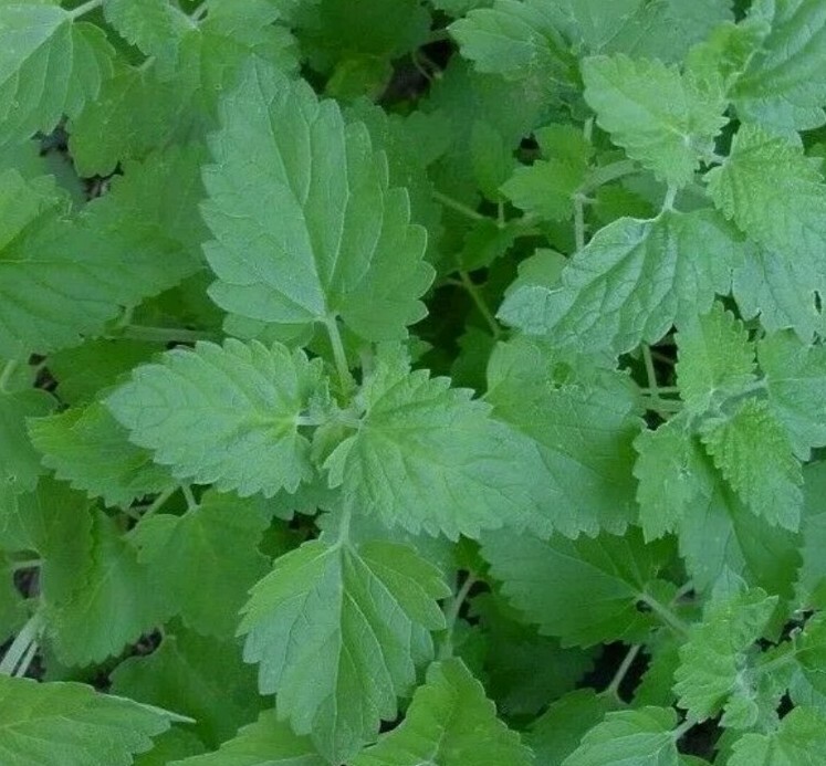 Catnip Herb Seeds 20 + Seeds) USA Seller
