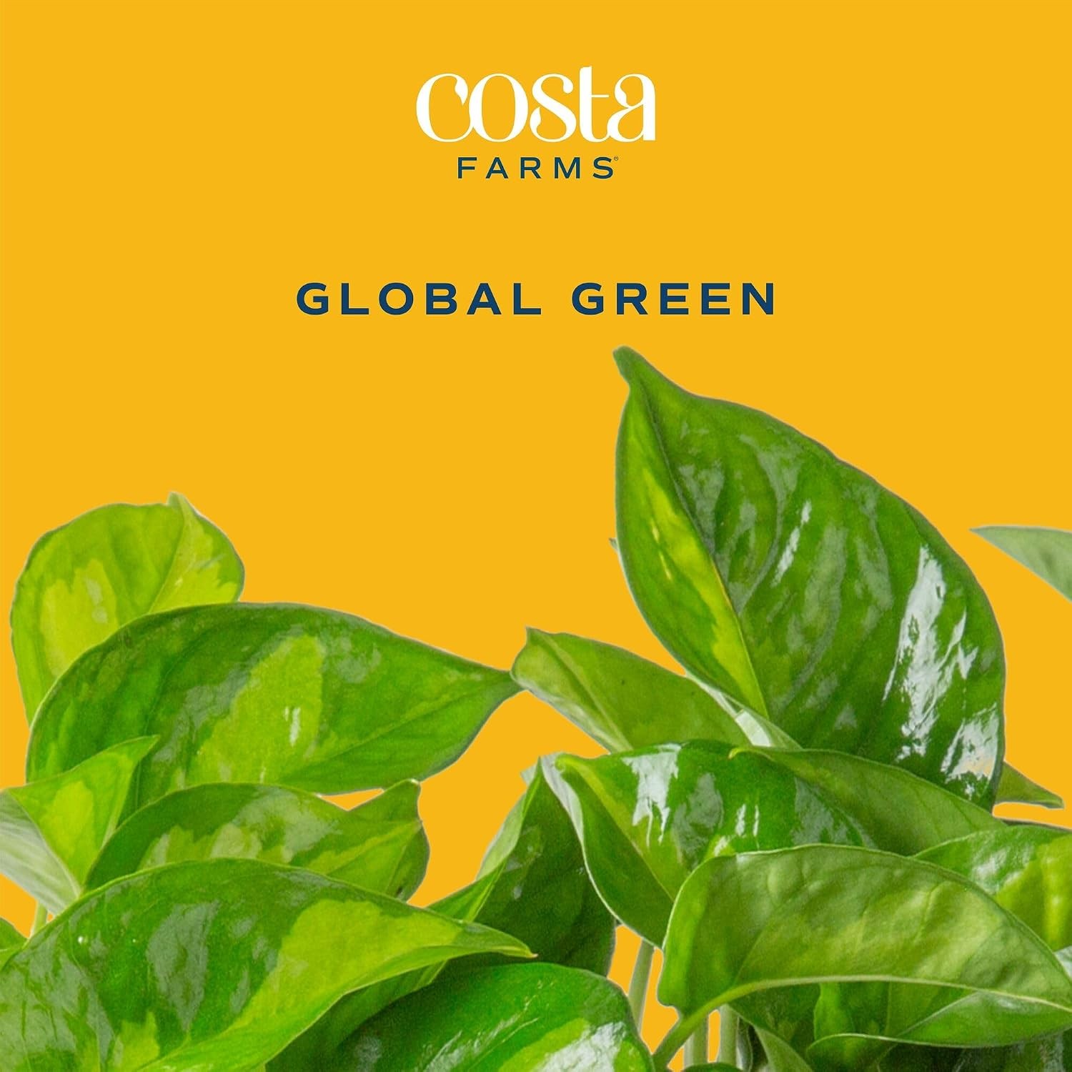 Costa Farms Global Green Pothos Live Plant in Self Watering Pot, Air Purifying I