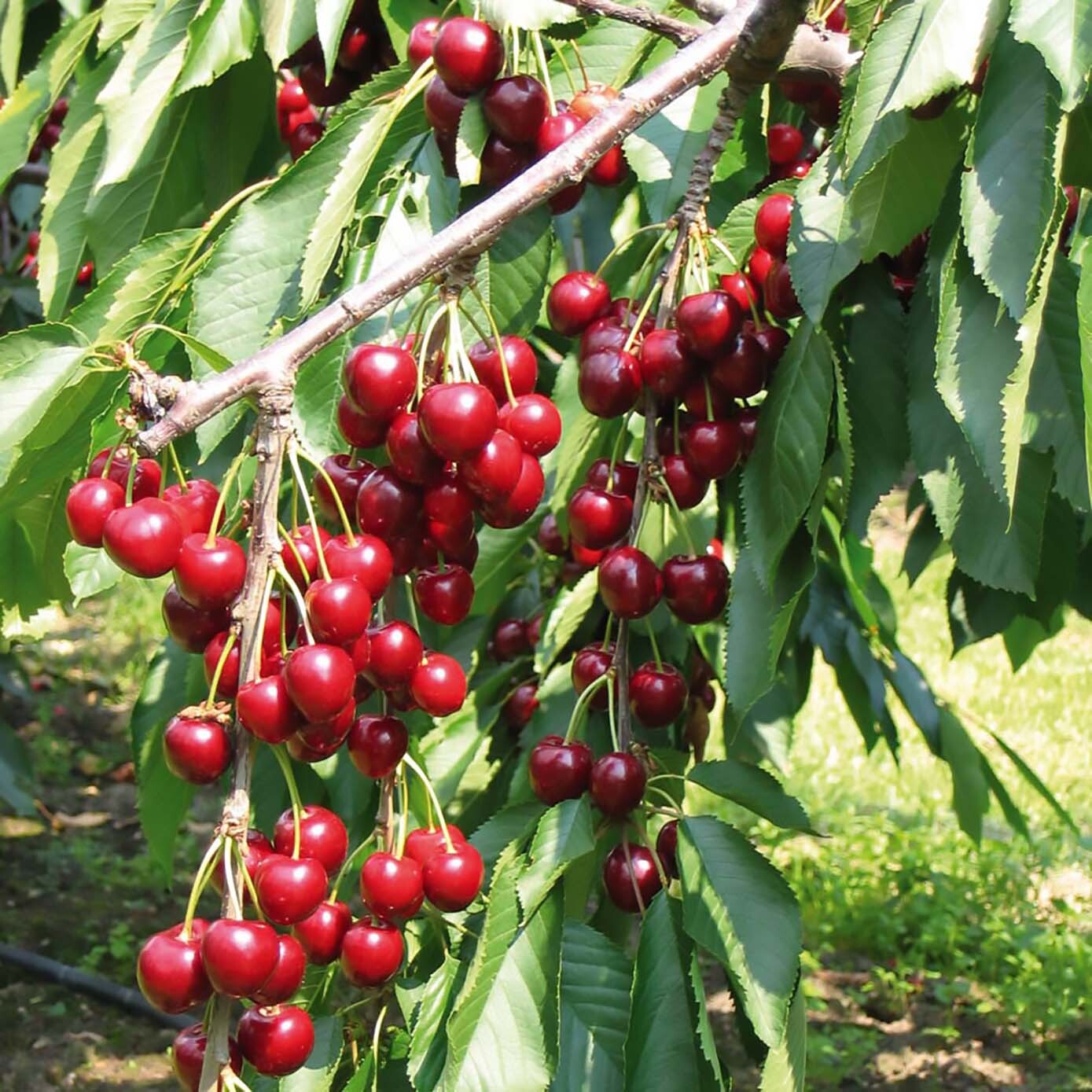 Sweet Cherry, (Mazzard Cherry), Prunus avium, Tree Seeds (Showy, Edible, Fast)