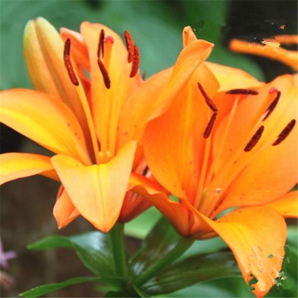 20 EXOTIC rare LILY SEEDS for garden flower perennial plant beds USA SELLER USPS