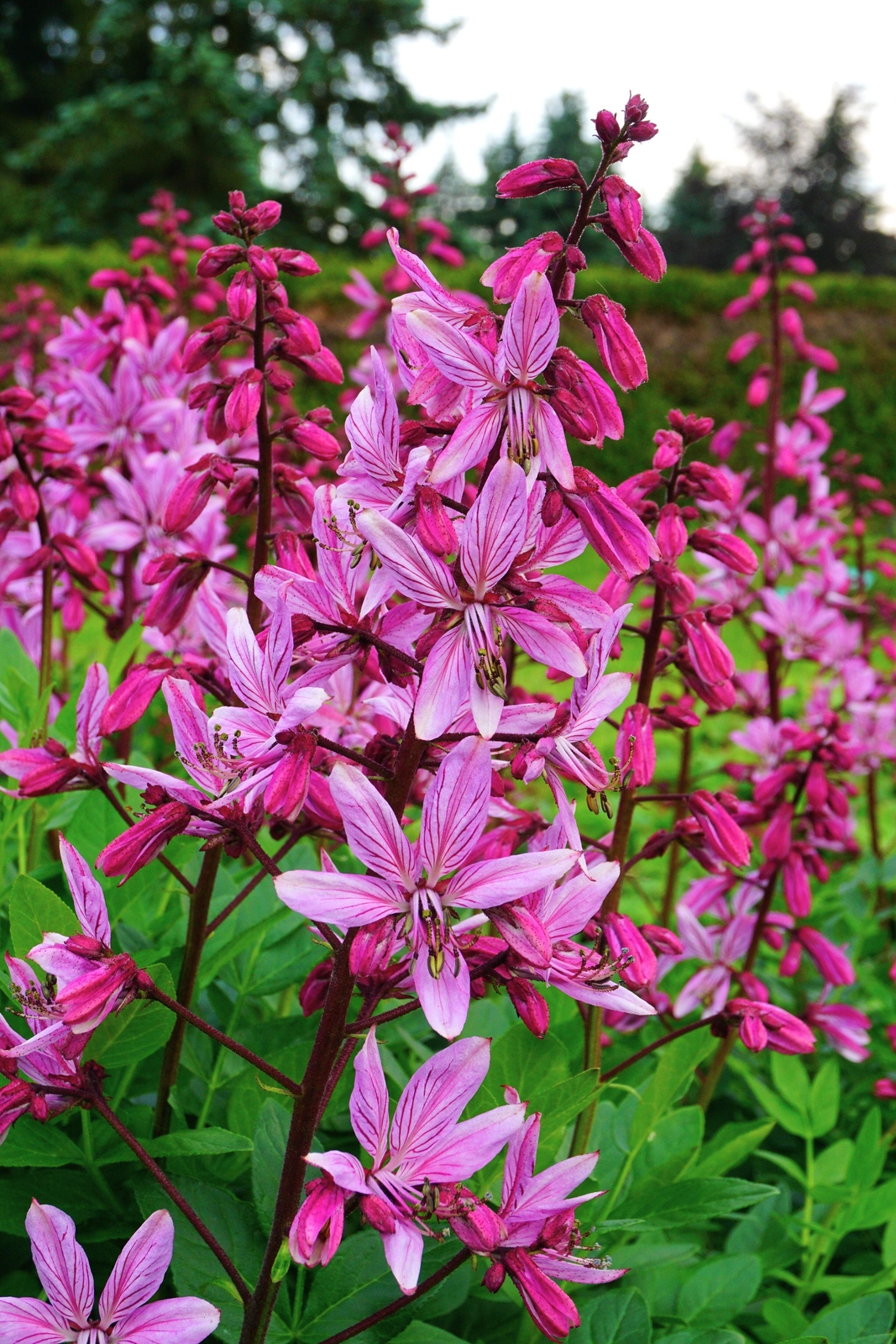 10 RED GAS PLANT Fragrant Fire Plant Dictamnus Albus Ruber Flower Seeds