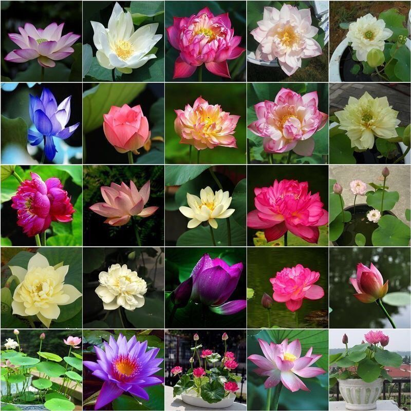 Bonsai Lotus Seeds – 40 Seeds – Flowering Water Bonsai with Lily Pad
