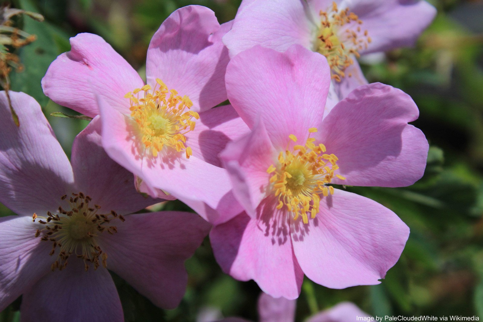 Rose, Wild Prairie (Rosa arkansana)