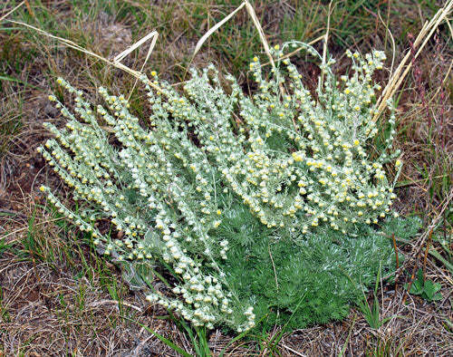 Artemisia frigida | Fringed Sagewort | Pasture or Prairie Sage | 20 Tiny Seeds
