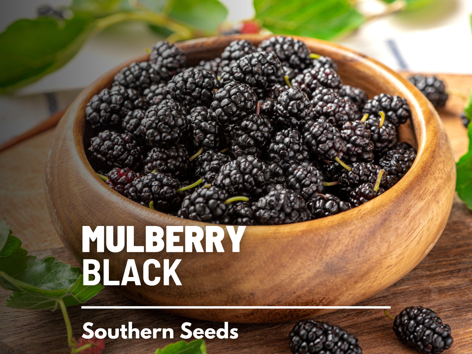 Mulberry, Black – Heirloom Seeds – Culinary & Medicinal – Non GMO (Morus nigra)