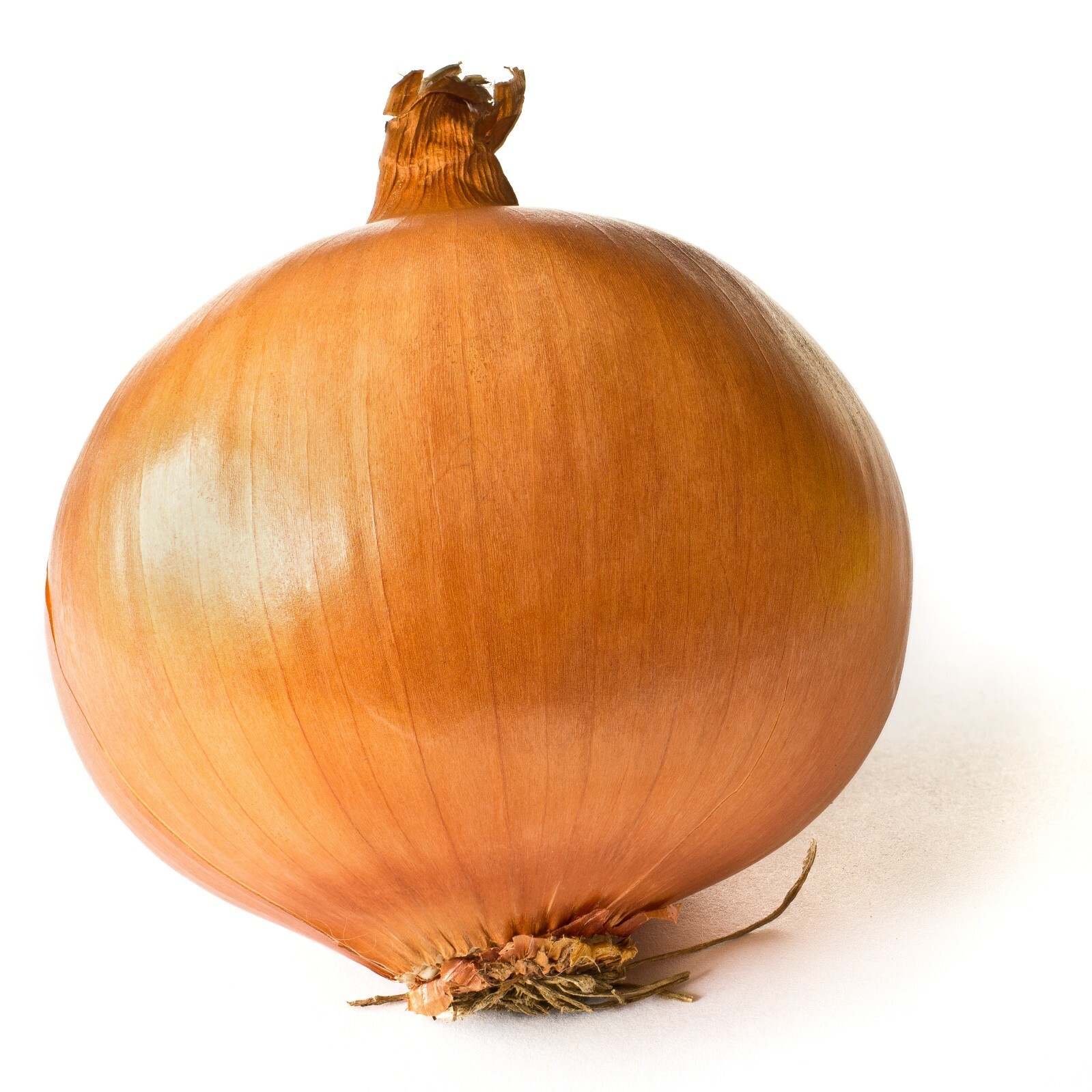 200 YELLOW SPANISH SWEET ONION SEEDS ~ 2026 ~ heirloomseedguy ~ USA