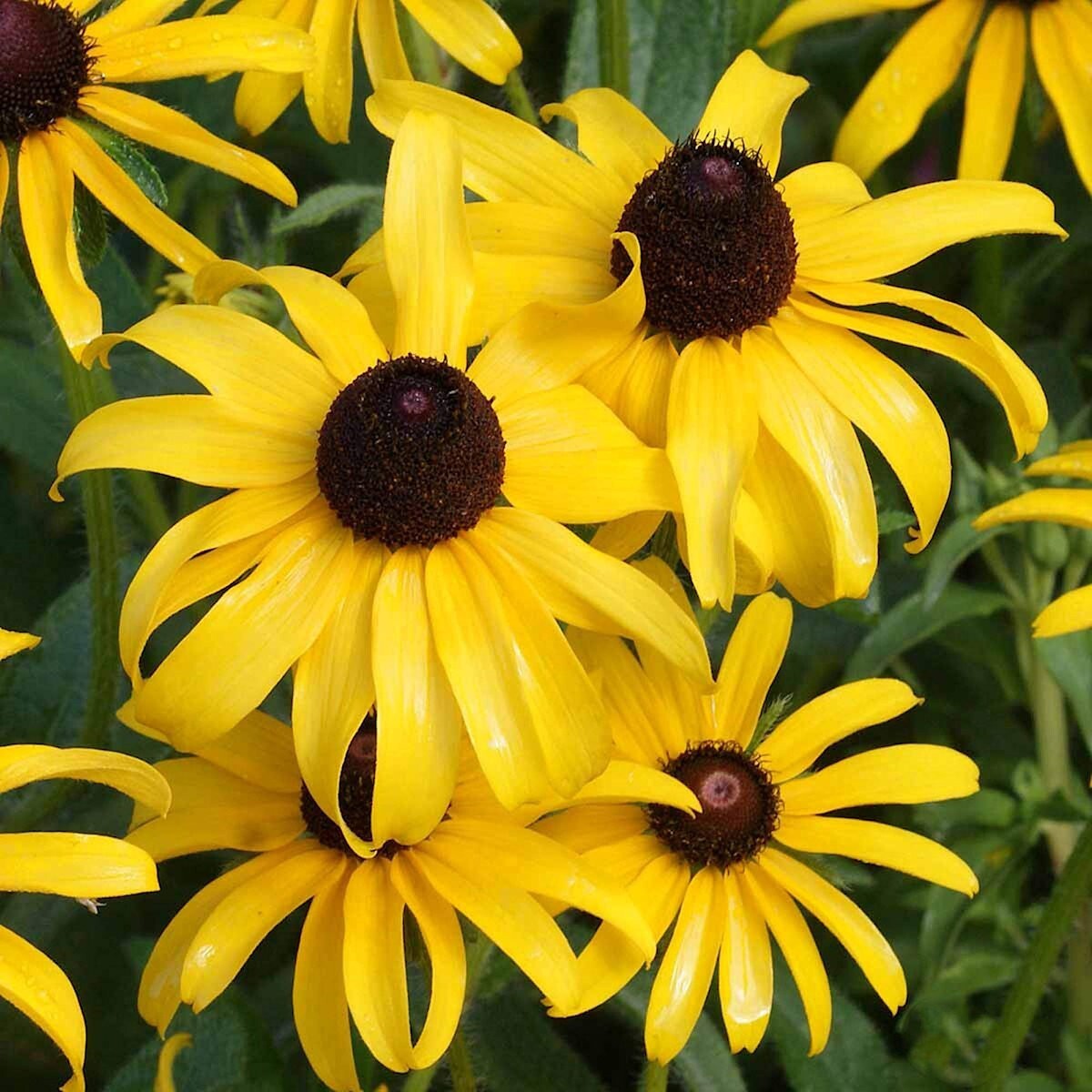 1 Lb Black Eyed Susan Wildflower Seeds – Everwilde Farms Mylar Seed Packet