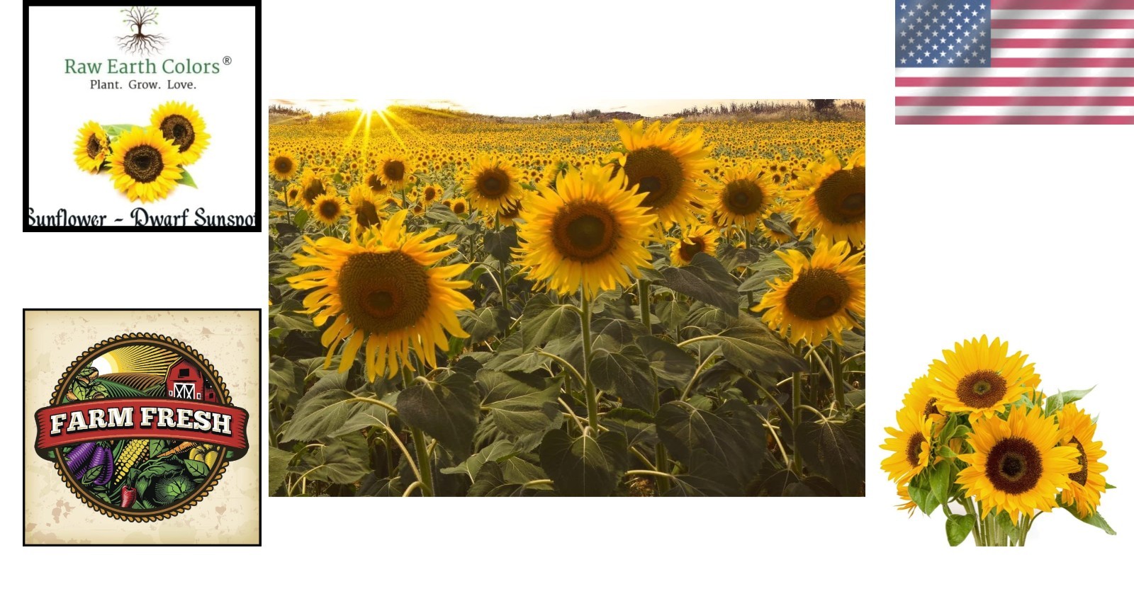 100 Count Dwarf Sunflower Seeds for Vibrant Indoor and Outdoor Gardens