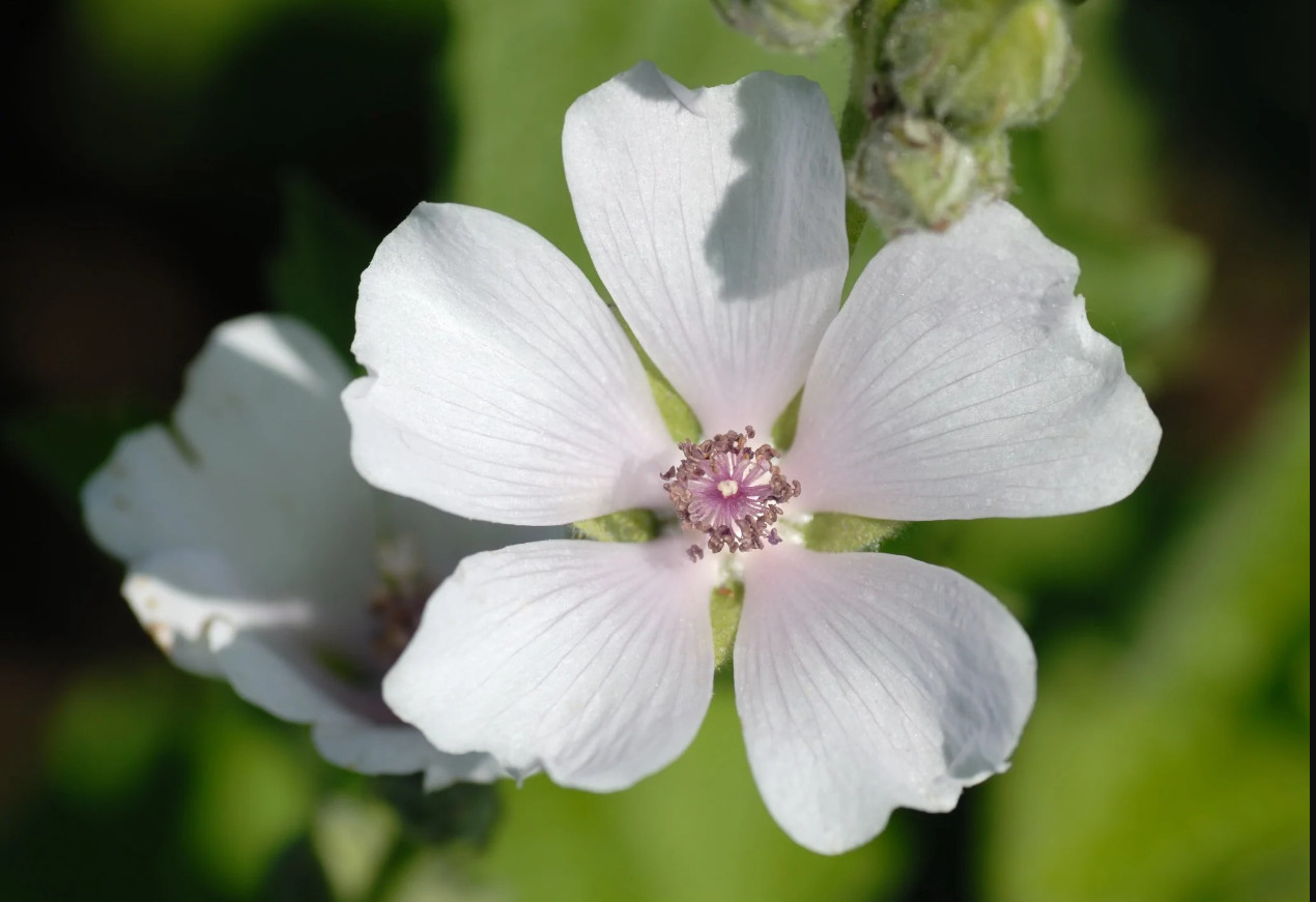 30 seeds| Marshmallow Flower seeds #6002