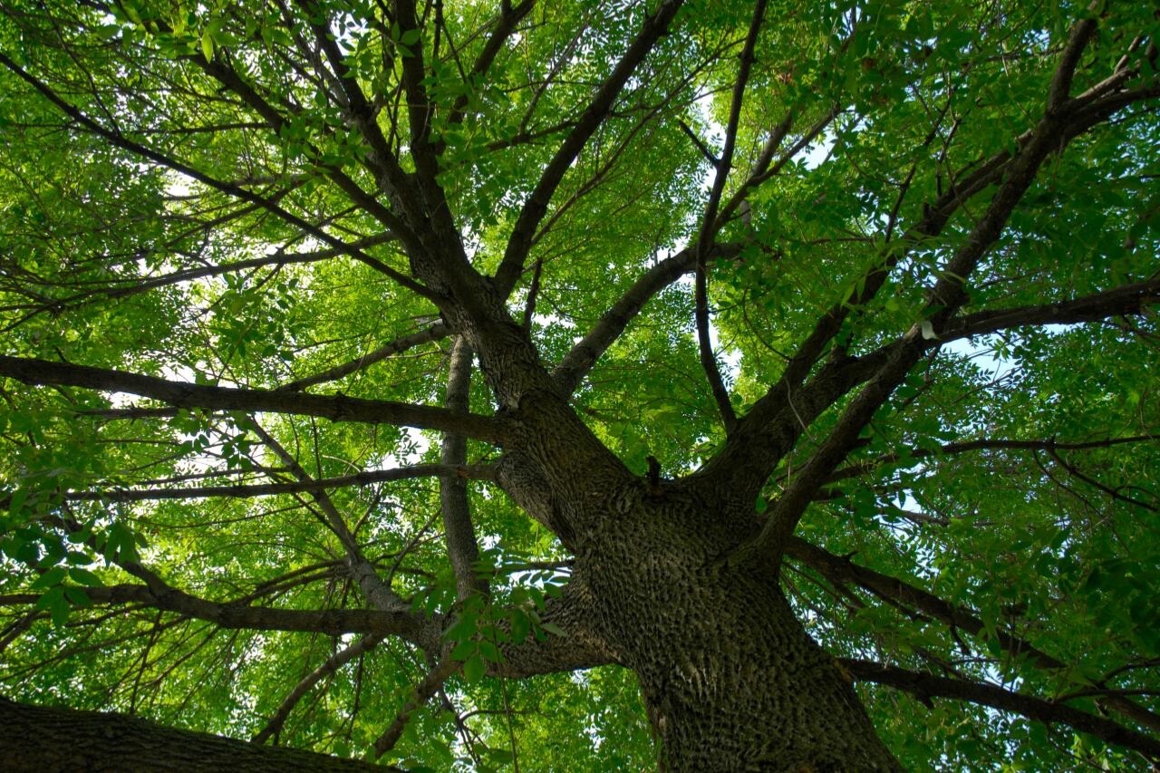 Green Ash tree seeds 15