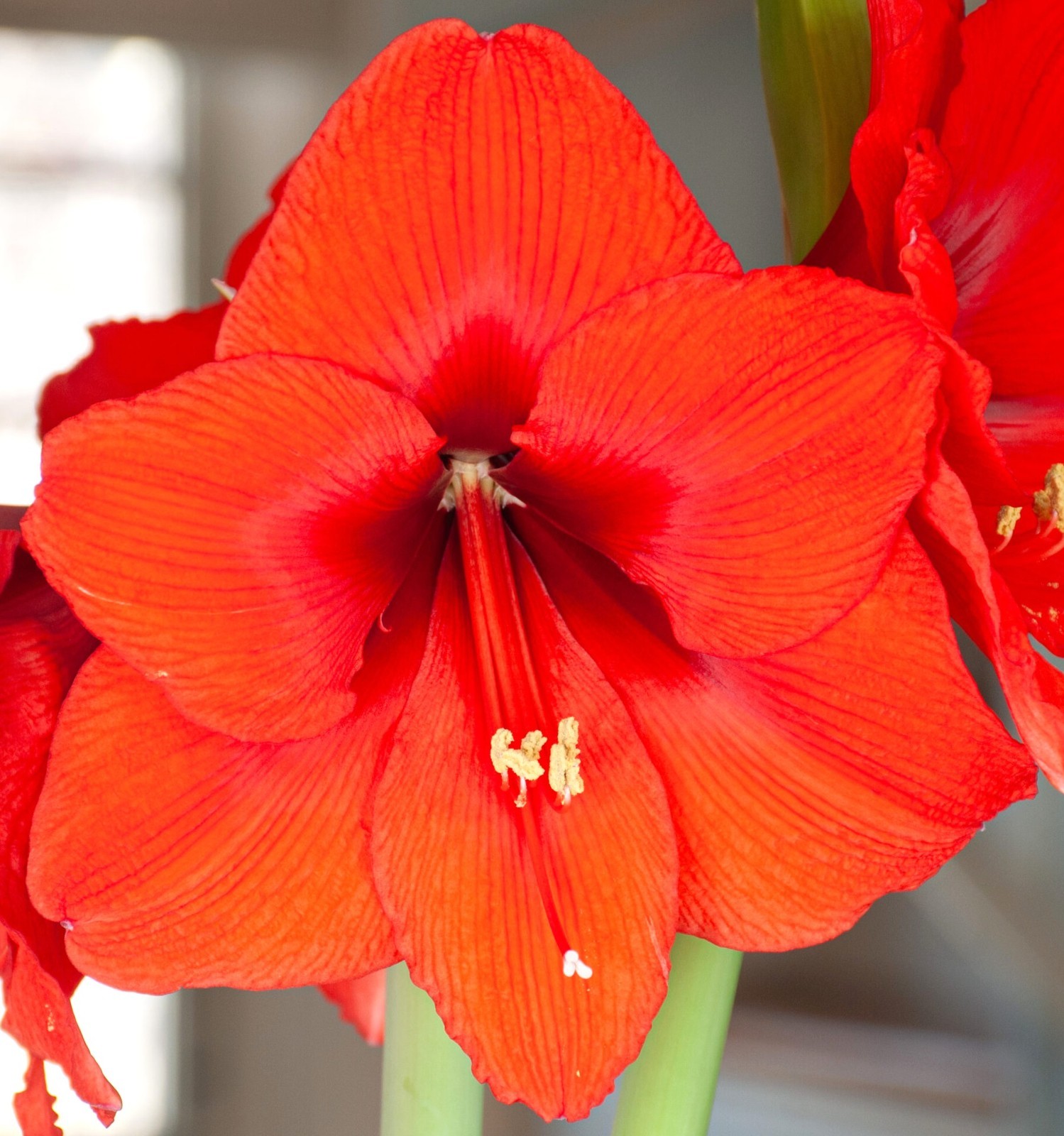 Orange Sovereign Flowering Amaryllis Spectacular Flower Bulb, Check our Store
