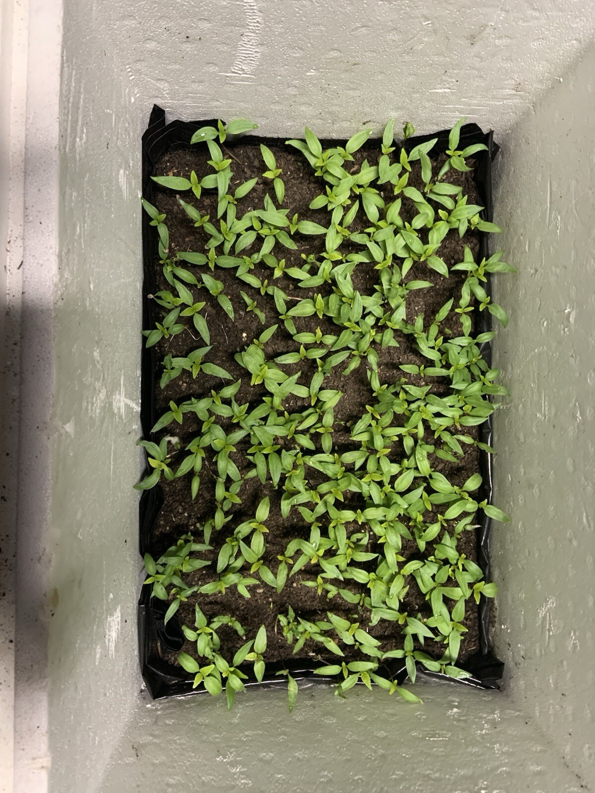 Hatch Sandia Chili Pepper Seeds, NuMex, Hot Green Chile, Ristra, FREE SHIPPING