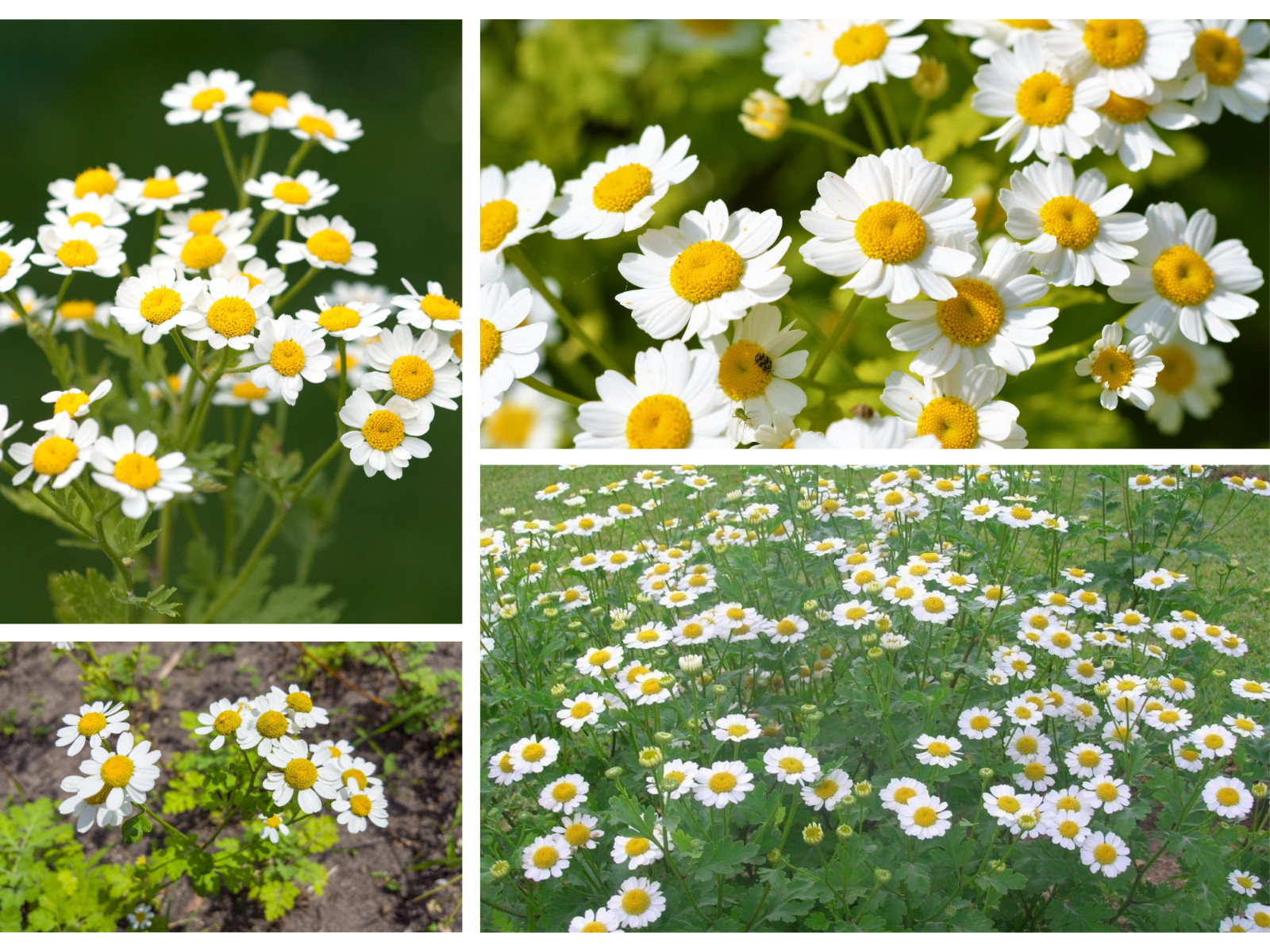 50+ Seeds| | Feverfew Chrysanthemum #M002