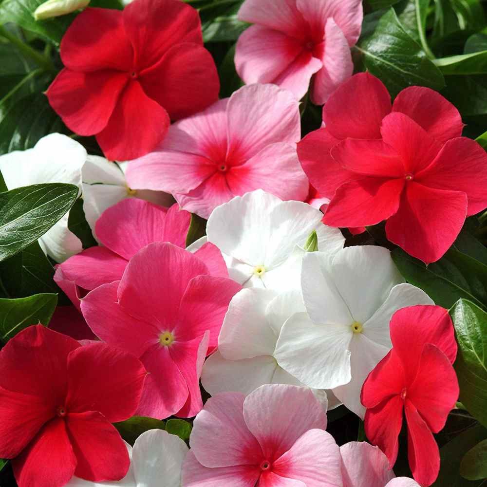 2000 Seeds Periwinkle Vinca Seed Mix For Planting – Dwarf Little Mix Ground
