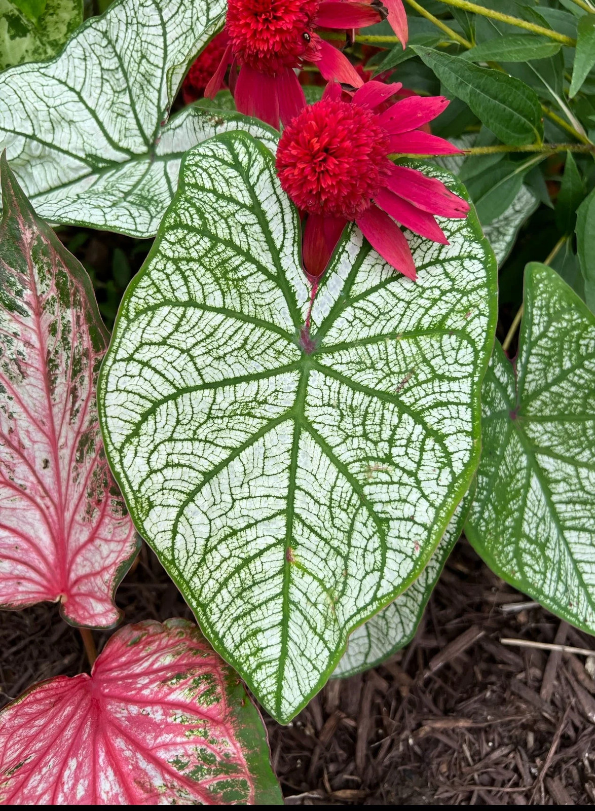 White and Green Candidum Caladium (2 Bulbs)