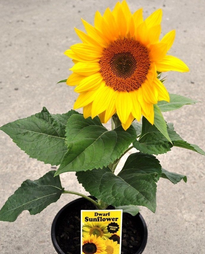 50+Sunspot DWARF SUNFLOWER Seeds Native Wildflower Flowering Annual Container