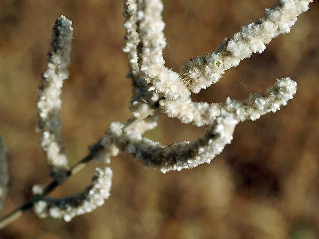 Aerva javanica | Desert Cotton | 100 Seeds
