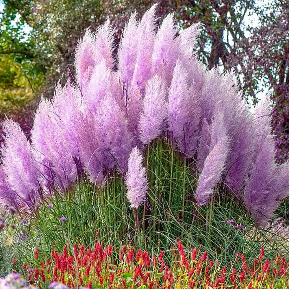 1000+ Mix Pampas Grass Seeds for Planting Cortaderia Selloana Seeds Heirloom Orn