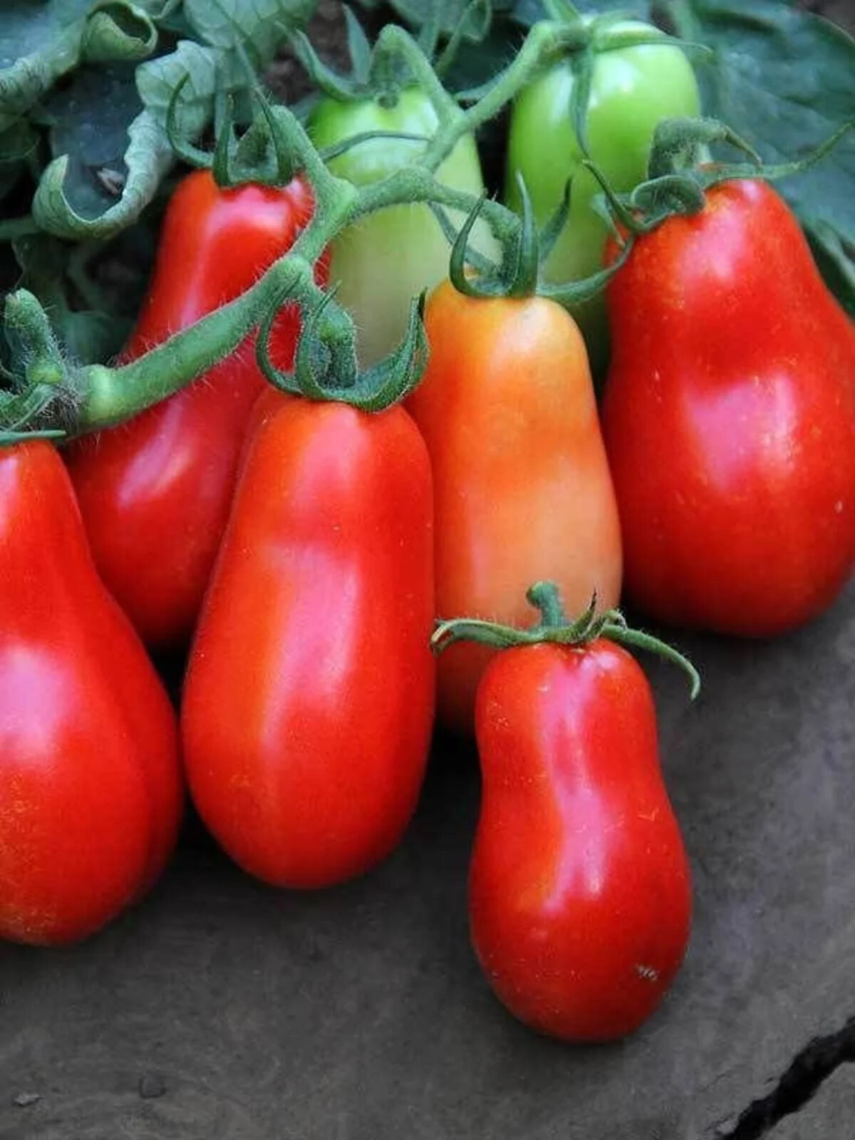 3 different grow your own salsa kits you choose NON-GMO seeds VERY EASY HEALTHY!