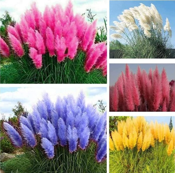 150 + Pampas Grass Seeds Mixture Red Blue Pink Yellow White And Blue USA seller