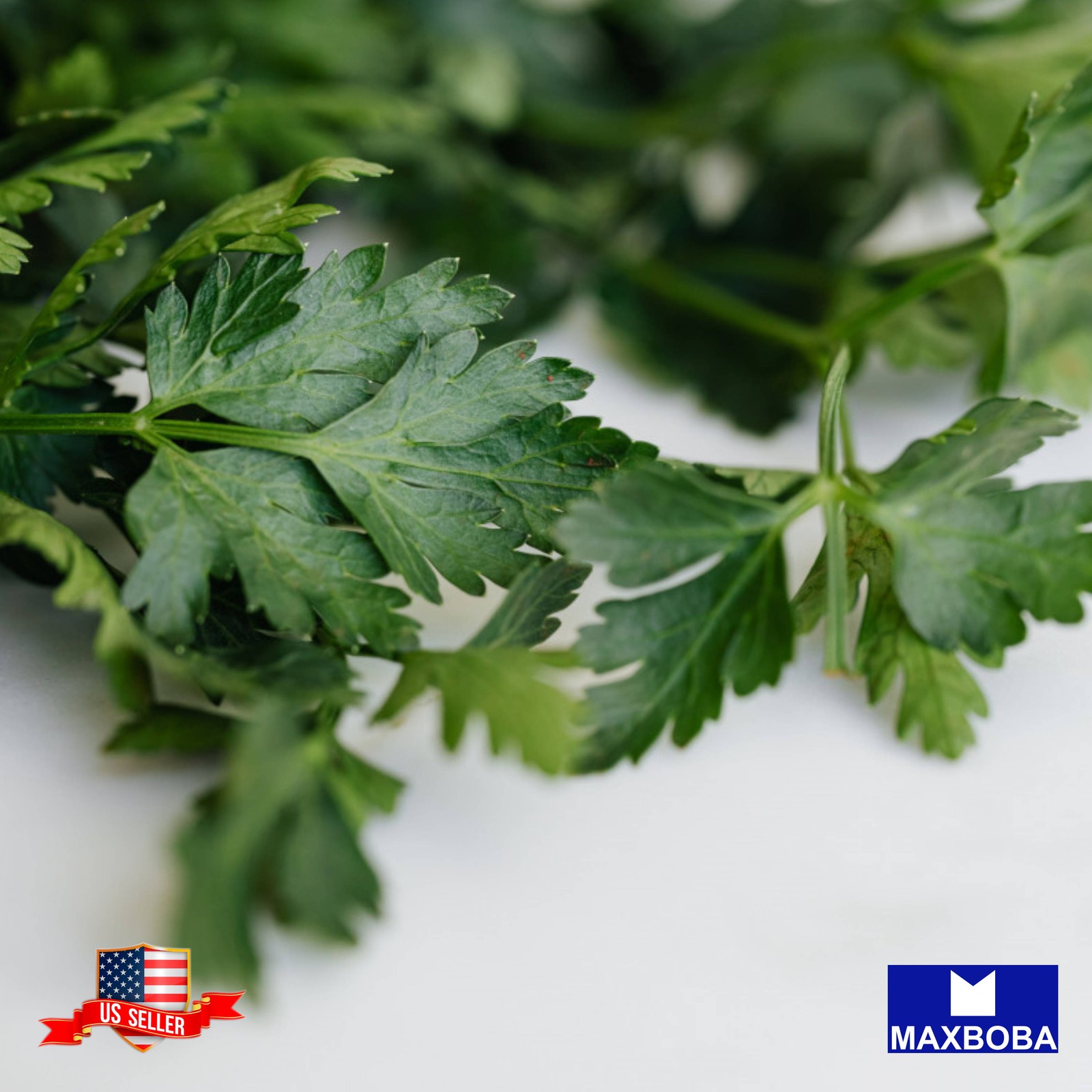 1200+ Chervil Seeds Winter Heirloom Non-GMO BOGO 50% OFF