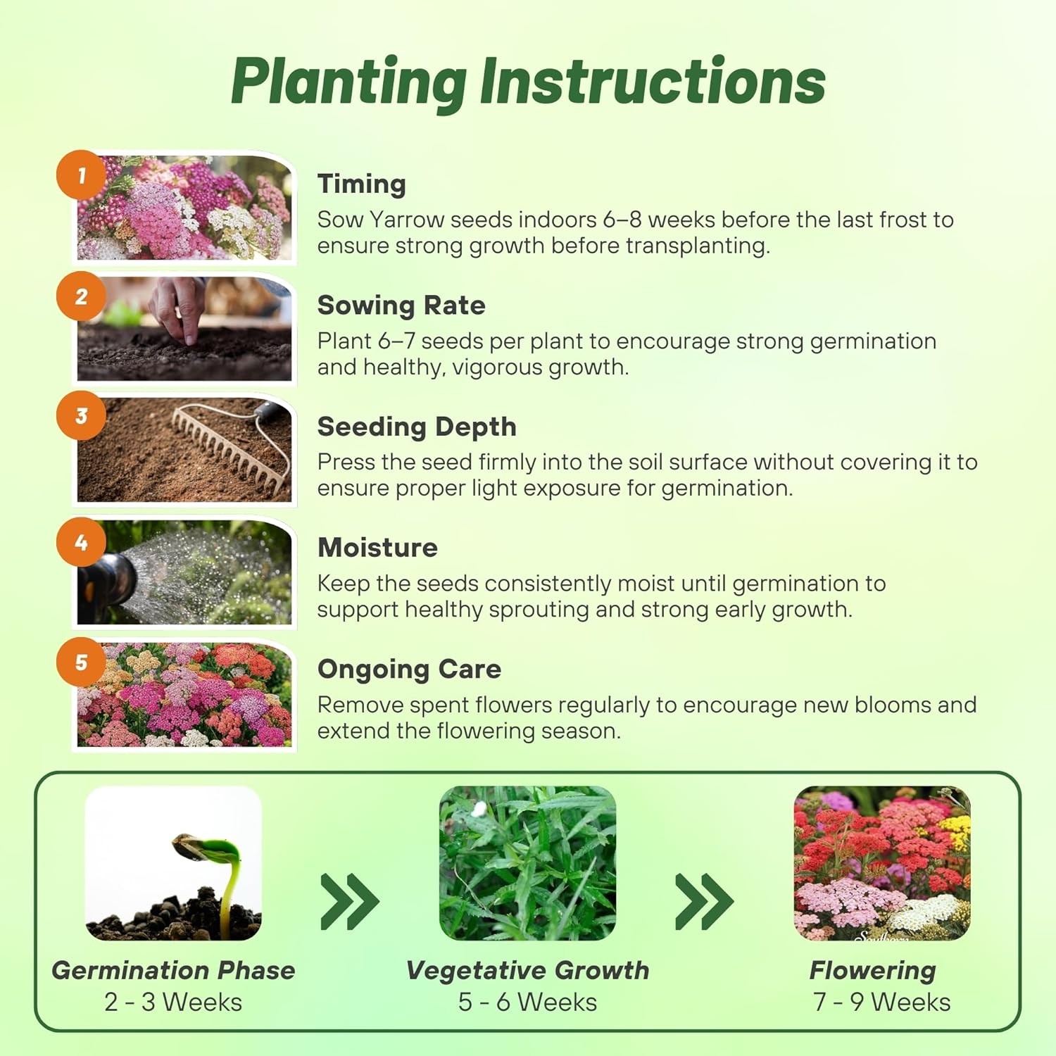 2000 Seeds Yarrow Seed Mix For Planting Outdoors – Achillea Summer Berries