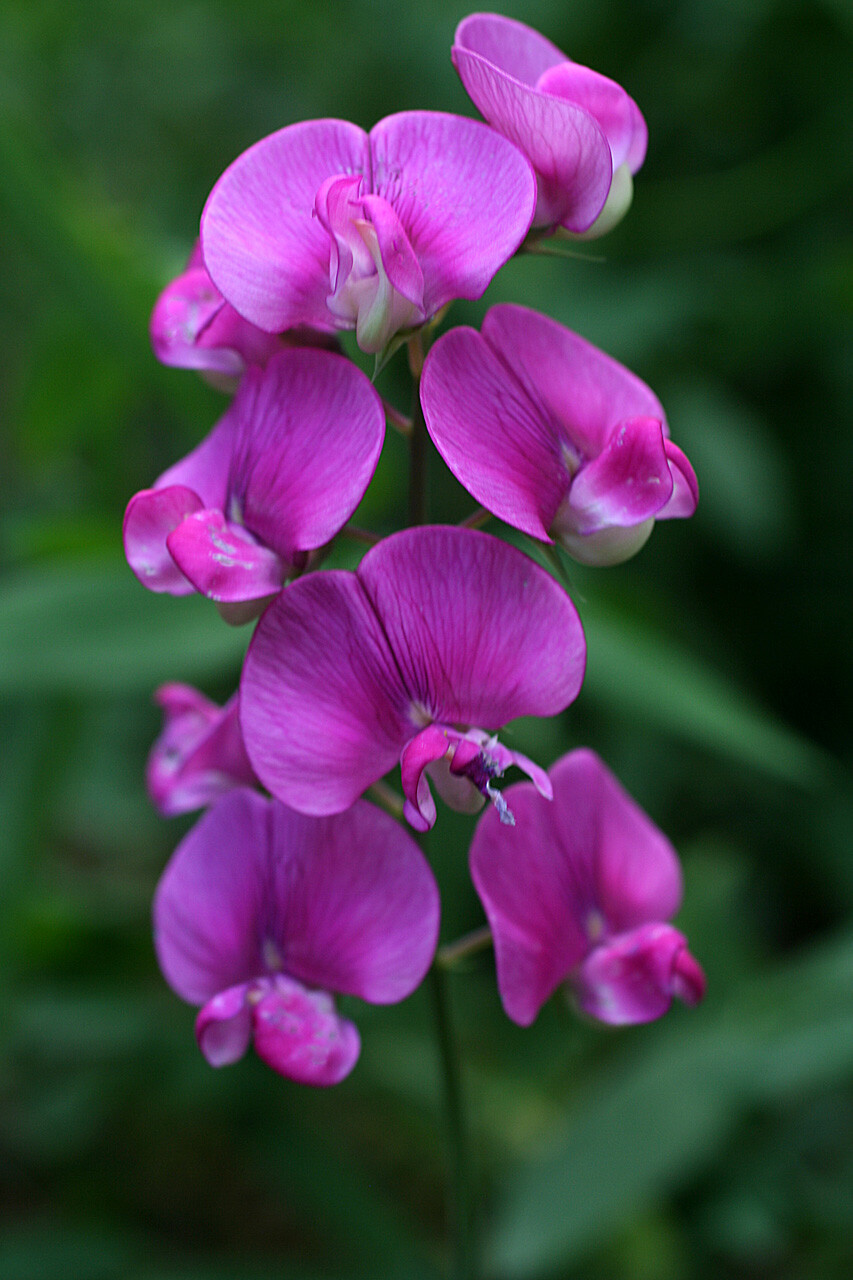 Perennial Pea, (Everlasting Pea), Lathyrus latifolius, Vine Seeds (Showy, Easy)