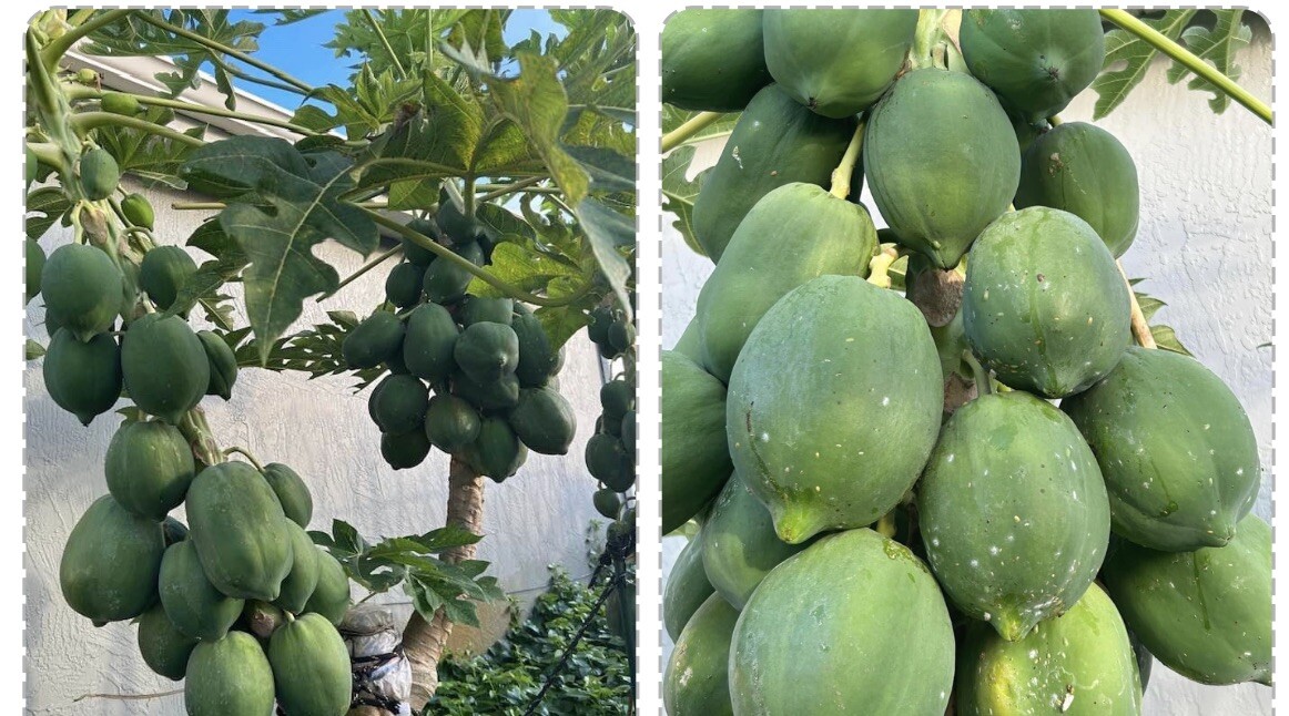 25+ Dwarf Hawaiian Solo Sunrise Strawberry Papaya Tree Seeds Carica Du Du Mo Vit