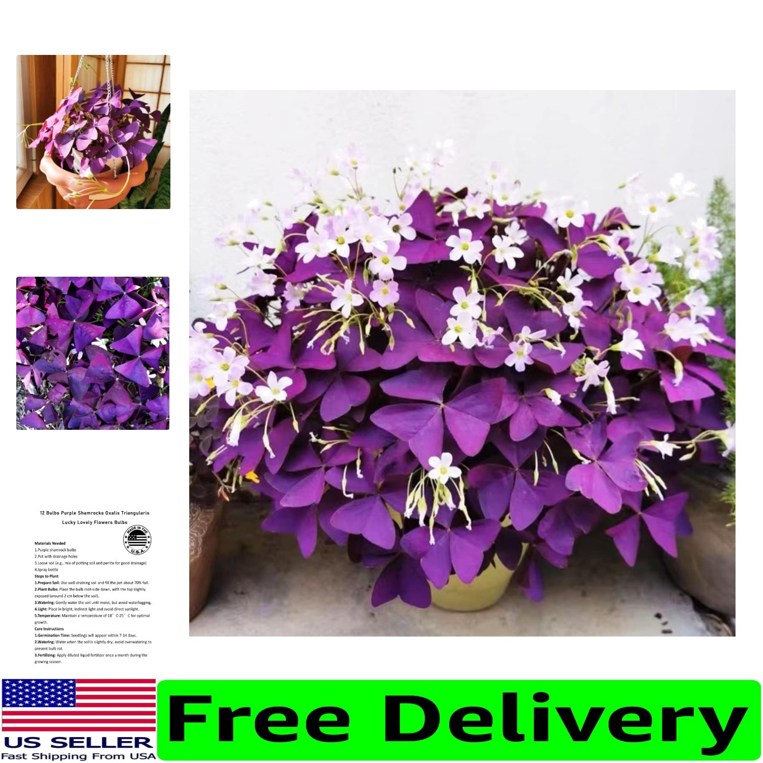 12+ Healthy Purple Shamrock Bulbs for Effortless Indoor & Outdoor Gardening