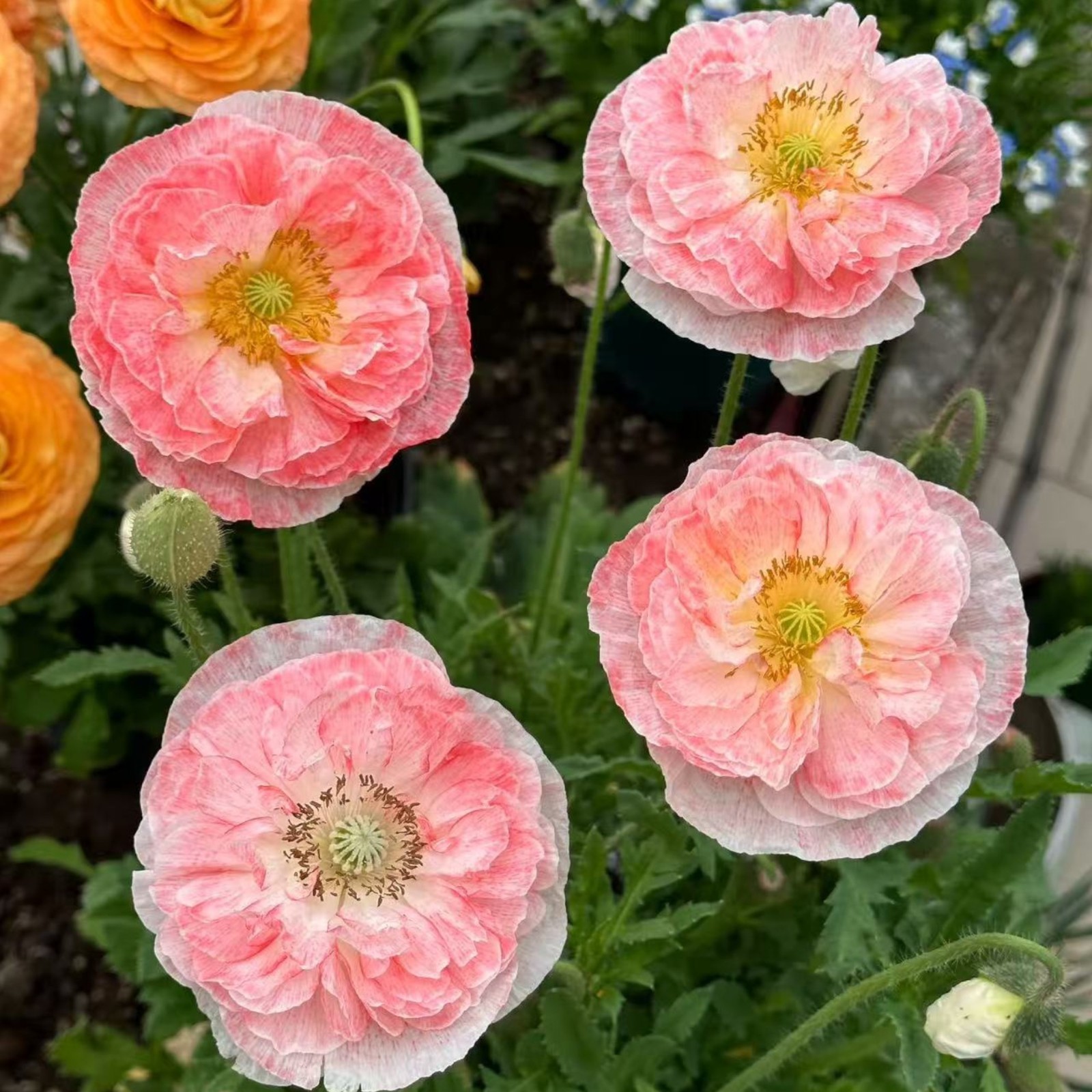 1000 Shirley Poppy Seeds – White & Pink Bicolor Papaver rhoeas for Zones 3–10