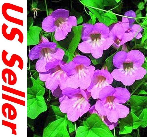 Climbing Snapdragon Seeds G68, 25 SEEDS Asarina Scandens Rose Perennial Vine