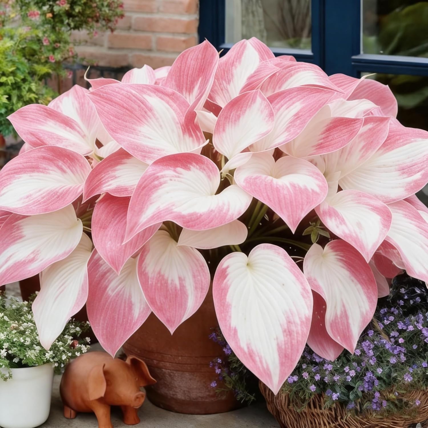 Hosta Seeds, 290+ Blue Purple Red Hosta Seeds, Multi-Use Landscaping, Perennial.