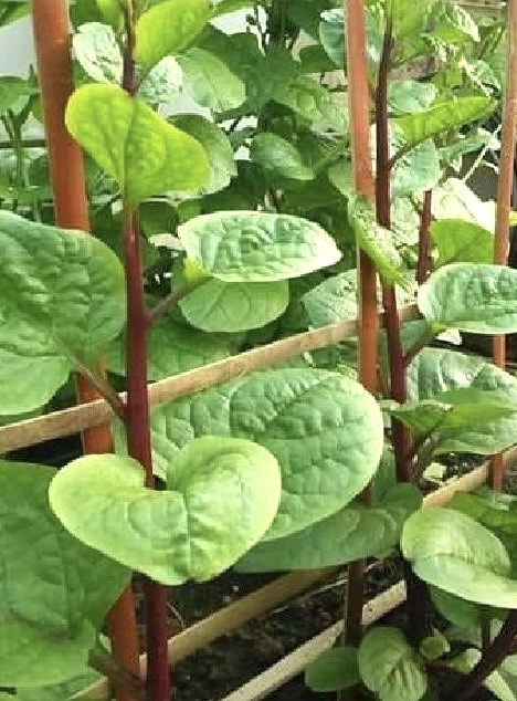 Red Malabar Spinach, Basella Alba – Thick Leaves – 50 Seeds 2025 – USA