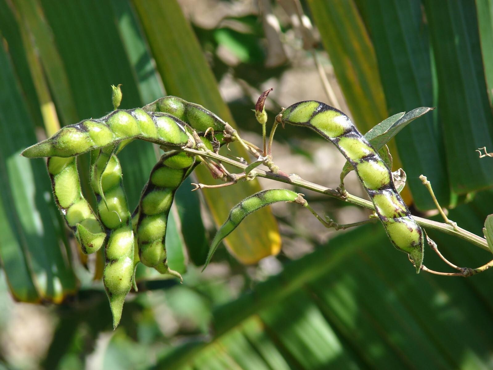 25-50 Pigeon Peas Seeds, “Gandules” (Cajanus cajan) NON-GMO Great Quality Seeds