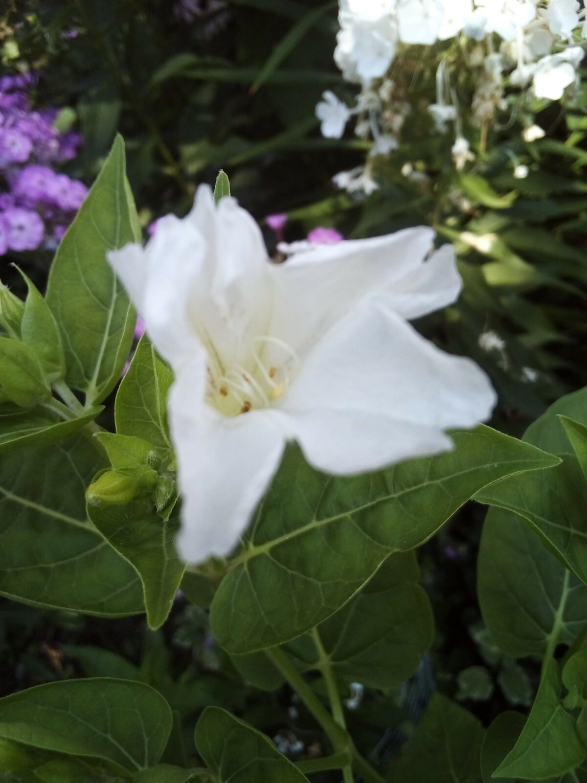 10 SEEDS WHITE FOUR O’ CLOCK MIRABILIS JALAPA