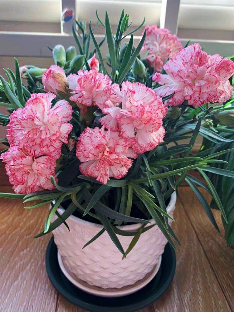 25pc CARNATION SEEDS Garden Plant Flower rare exotic USA seller FREE shipping