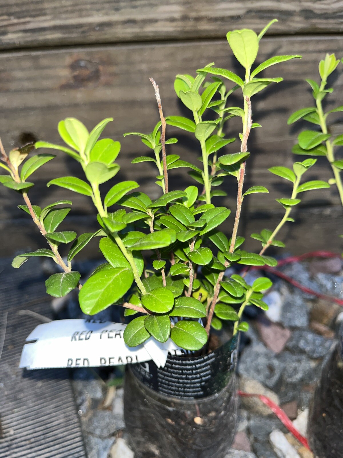Linnea Lingonberry plant, well rooted plant 2-4 inches tall